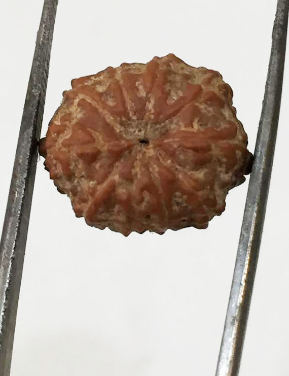 10 Mukhi Certified Rudraksha (Indonesia Origin)